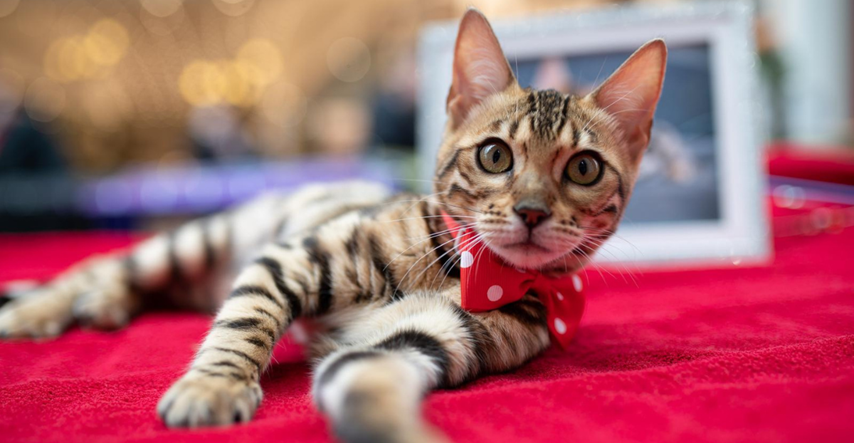 FOTO Ovi slatkiši privukli su svu pažnju na Međunarodnoj izložbi mačaka u Zagrebu