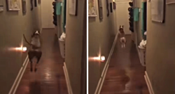 Hit video: Pogledajte kako je pas reagirao kad mu je vlasnik rekao da idu u šetnju