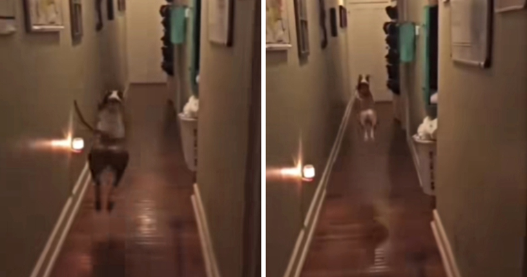 Hit video: Pogledajte kako je pas reagirao kad mu je vlasnik rekao da idu u šetnju