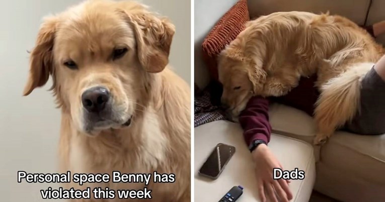 Ovaj zlatni retriver ne zna što je osobni prostor i internet ga obožava
