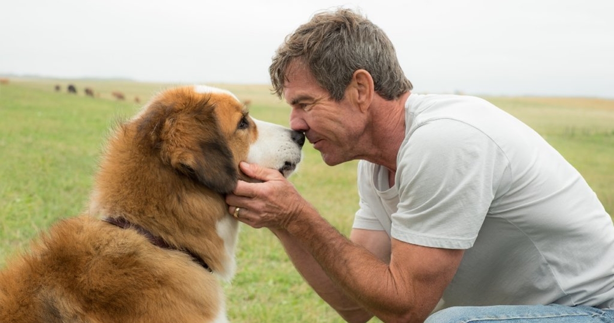 Pet filmova o psima koji nikoga neće ostaviti ravnodušnim