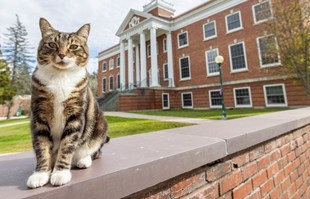 Mačak Max dobio počasnu diplomu američkog sveučilišta: "Član je naše obitelji"