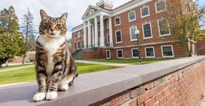 Mačak Max dobio počasnu diplomu američkog sveučilišta: "Član je naše obitelji"