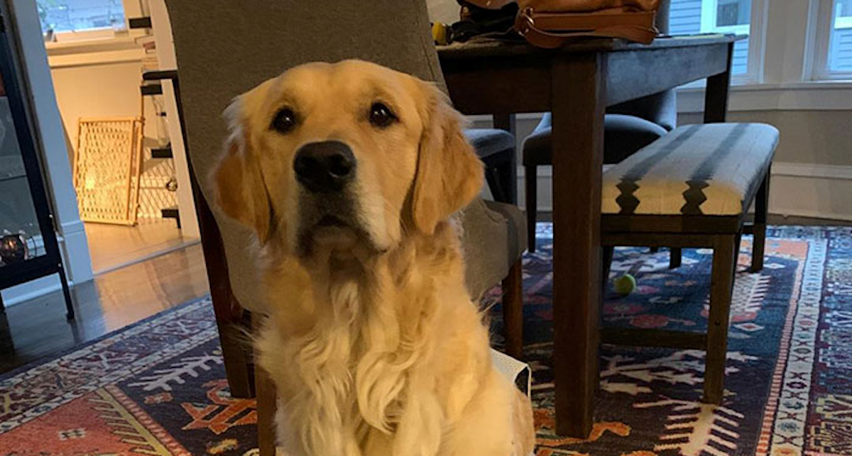 Psić je najsretniji kada se spušta niz brdo, njegova reakcija je najbolja