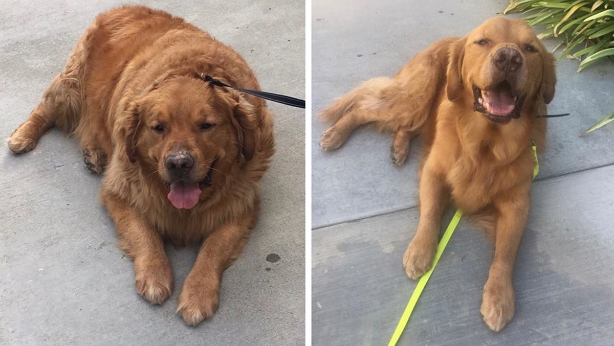 Zlatni retriver je presretan nakon što je izgubio 30 kilograma
