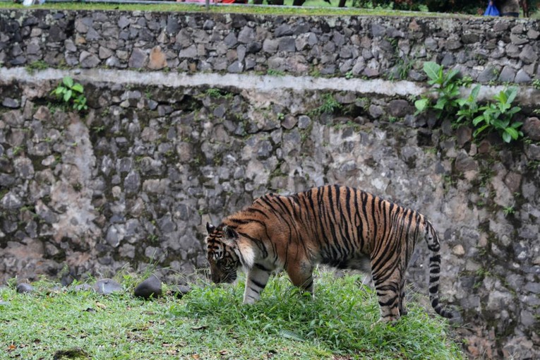 Tigar napao muškarca u zoološkom vrtu u Engleskoj. Park evakuiran