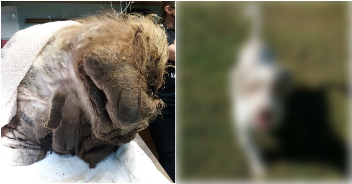 Pogledajte kako izgleda pas s kojeg je skinuto 7 kilograma dlake