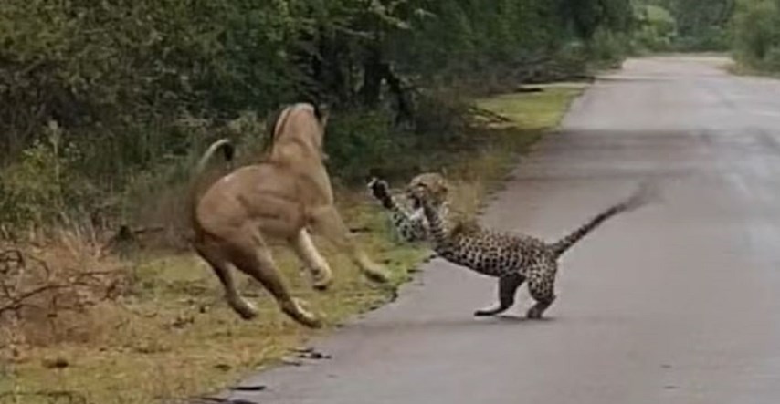 Lavica napala leoparda na cesti, brzo je bilo gotovo