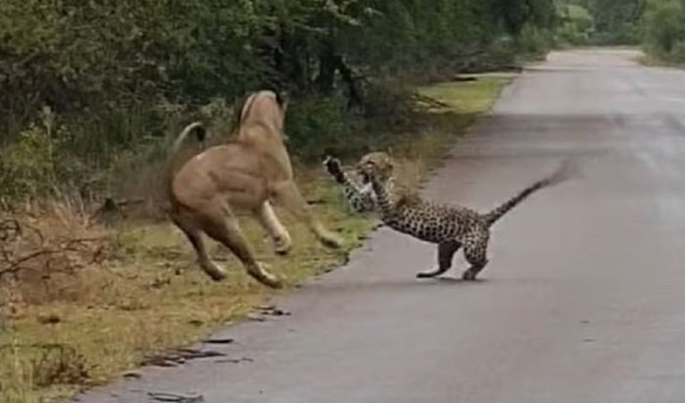 Lavica napala leoparda na cesti, brzo je bilo gotovo