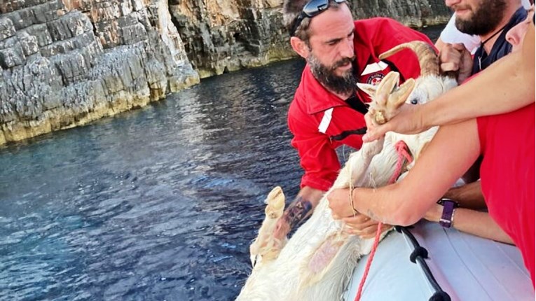 FOTO HGSS spasio kozu s litice kod Visa. Povukli je u more pa je iz njega izvadili