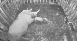 Pogledajte rođenje bijelog nosoroga u nizozemskom zoološkom vrtu