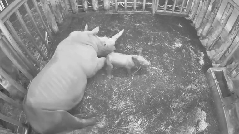 Pogledajte rođenje bijelog nosoroga u nizozemskom zoološkom vrtu