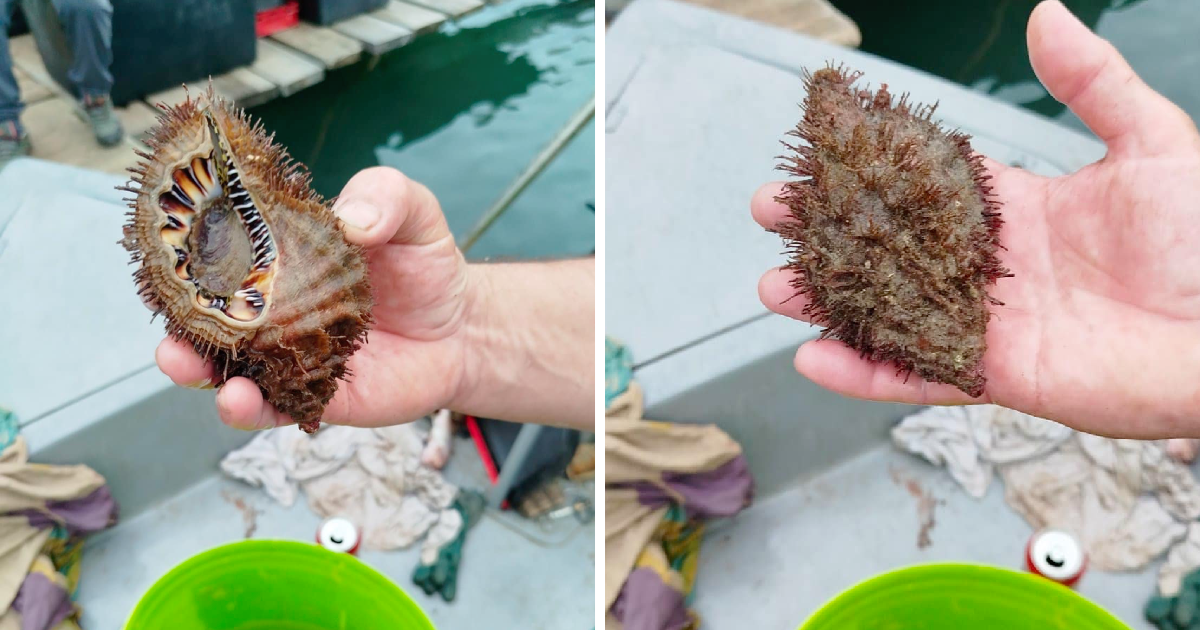 Pulski ribar ulovio dlakavog puža, vrstu rijetku u Jadranu