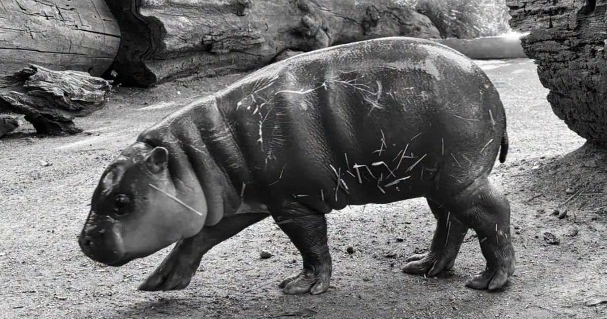 Uginulo mladunče vodenkonja u zagrebačkom ZOO-u. Prijatelji životinja traže istragu