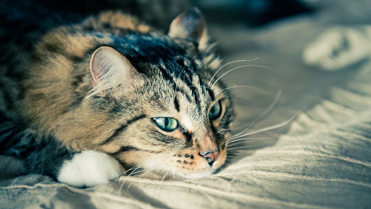 Mislite da vam je mačka tužna? Evo kako prepoznati depresiju kod mačaka