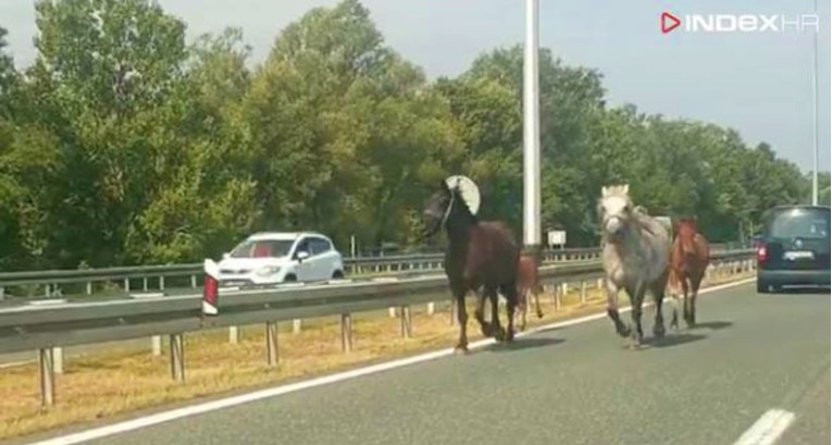 Vozače na autocesti kod Novske iznenadili konji: Kaskali su u suprotnom smjeru