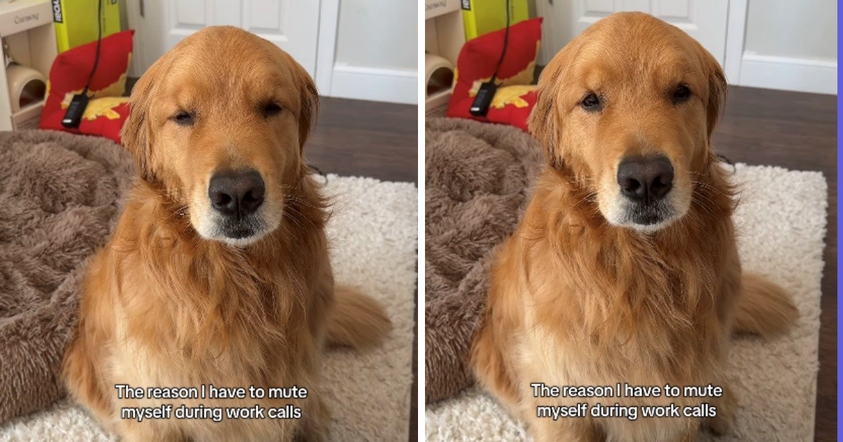 Vlasnik retrivera otkrio zašto mu je mikrofon uvijek isključen na sastancima