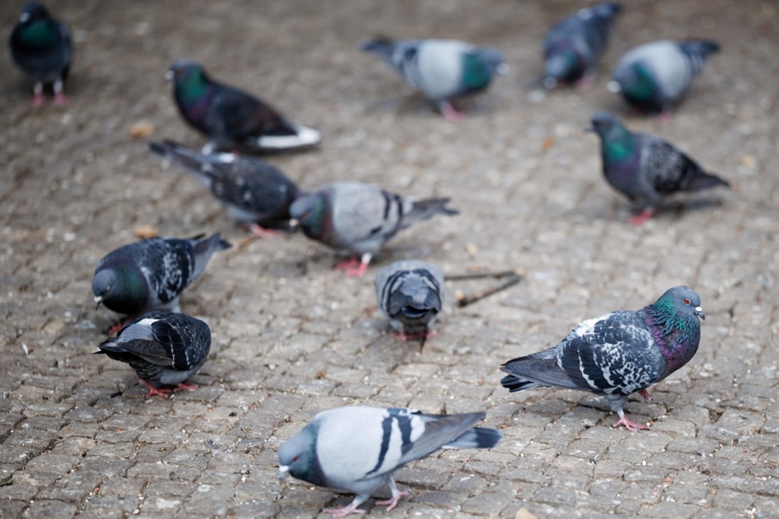 Golubovi u Krakovu dobivaju kontracepciju