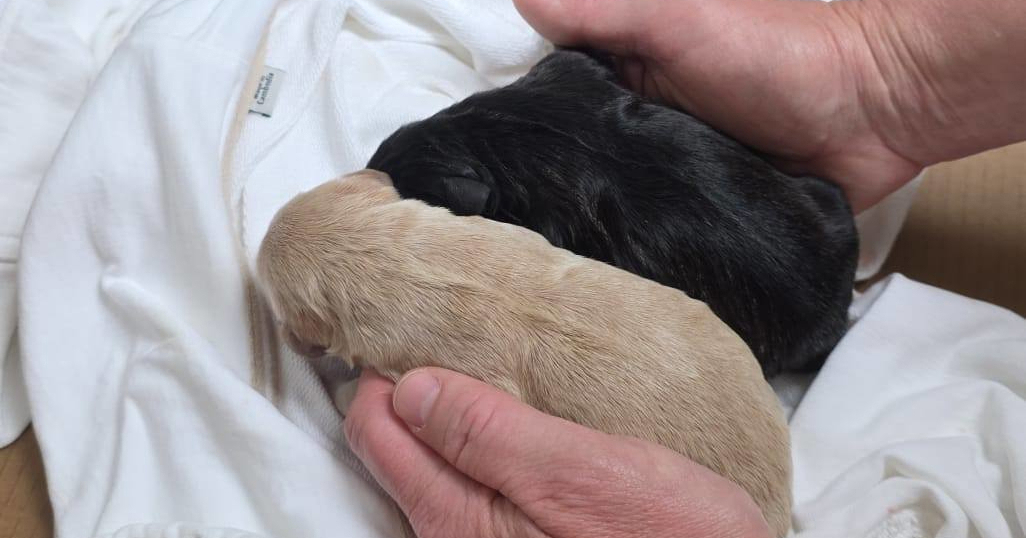 Štenci pronađeni u kanti za smeće na Hvaru. Pronađen muškarac koji ih je bacio