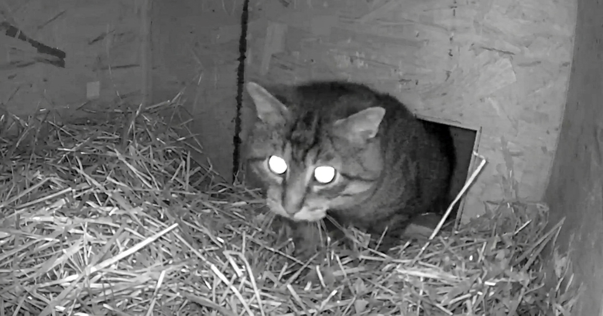 Čovjek izgradio grijanu kuću za divlju mačku koja mu ne da blizu