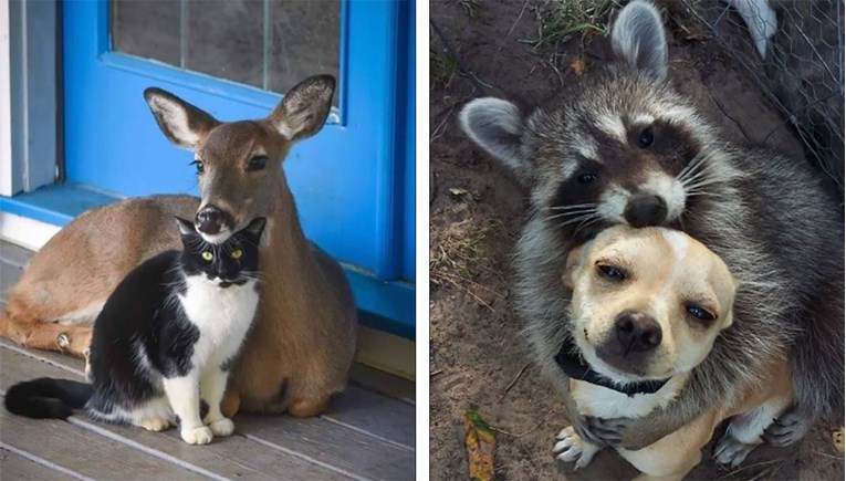 Fotke najslađih neočekivanih prijateljstava među životinjama uljepšat će vam dan