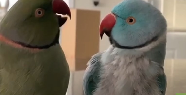 Dvije malene papige se raspričale i raznježile cijeli svijet svojim ponašanjem