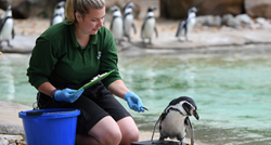 Briga njih za rast cijena: Pingvini i vidre u akvariju odbijaju jesti jeftiniju ribu