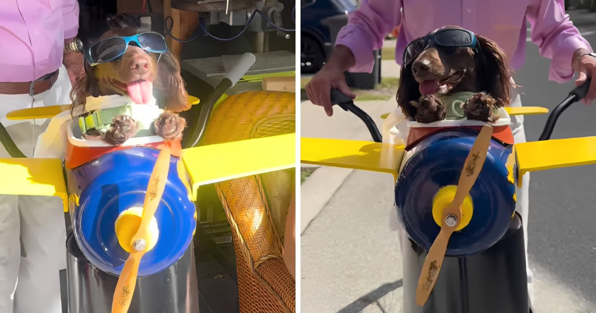 Djed izradio sjedalo za bicikl u obliku aviona za svog jazavčara, prizor je hit