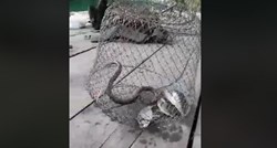 Ribari u BiH snimili nevjerojatan video: Zmije napadaju ribe uhvaćene u mrežu