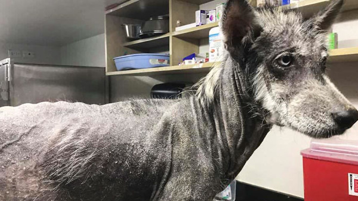 Vjerujte li u čuda? Pogledajte transformaciju ove ulične kujice sa šugom