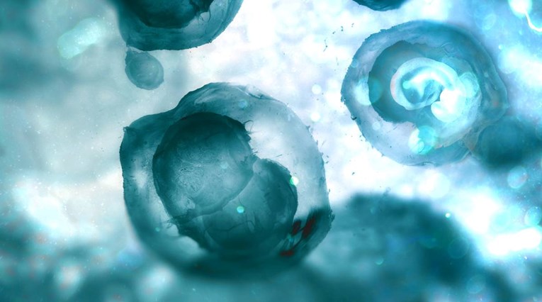 Znanstvenici stvorili sintetičke ljudske embrije. Nisu koristili ni spermu ni jajašca