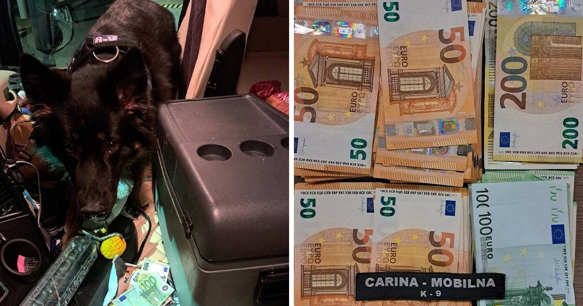 Pas Buli na Bajakovu nanjušio 12.000 neprijavljenih eura