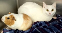 Mačka i zamorac postali su nerazdvojni, čak su iz skloništa udomljeni u isti dom