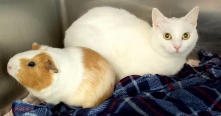 Mačka i zamorac postali su nerazdvojni, čak su iz skloništa udomljeni u isti dom
