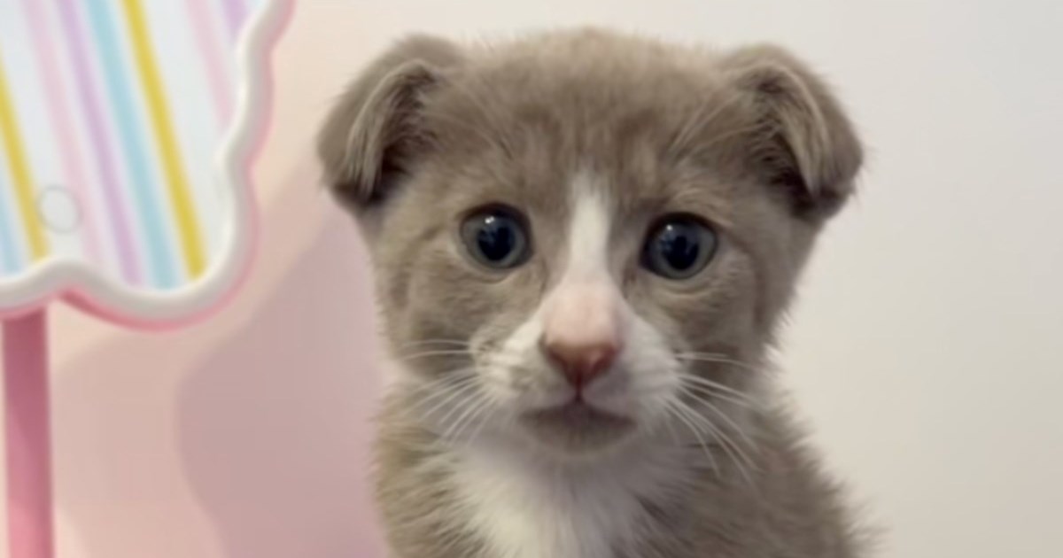 Pola mačka, pola pas? Upoznajte Bilba, mačića koji je zaludio internet