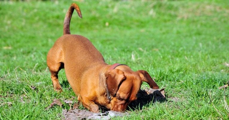 Zašto psi vole zakopavati stvari?