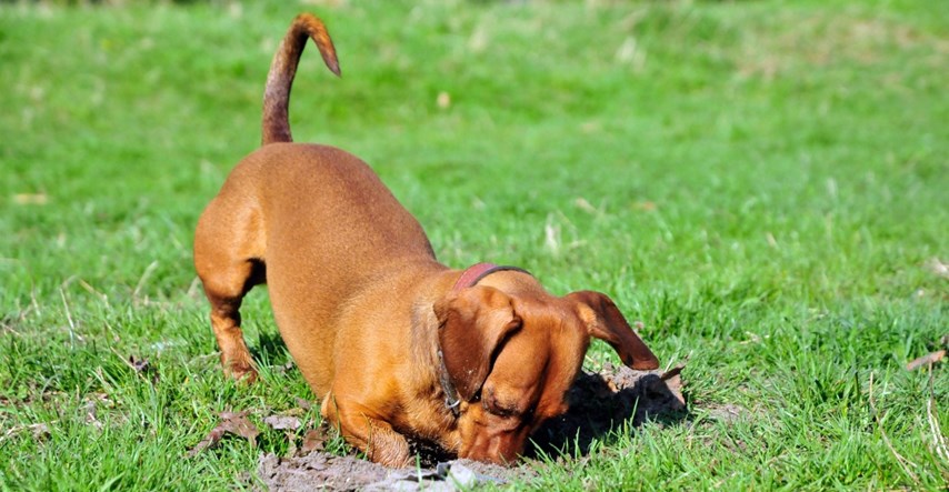 Zašto psi vole zakopavati stvari?