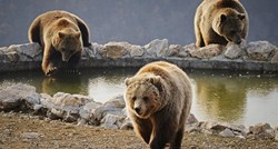 Rumunjska će utrostručiti kvotu za odstrjel medvjeda. Prečesto napadaju ljude