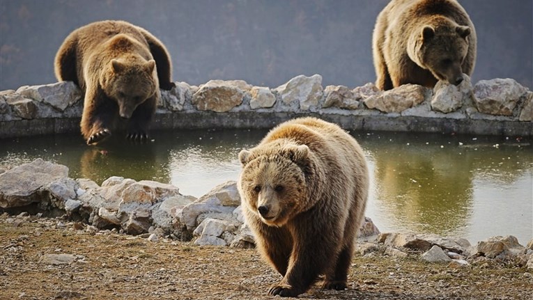 Rumunjska će utrostručiti kvotu za odstrjel medvjeda. Prečesto napadaju ljude