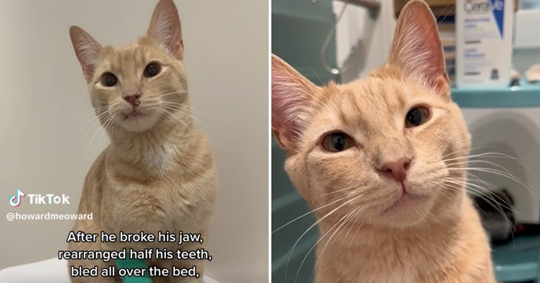 Zbog mačka propustila let i platila račun od 3000 dolara kod veterinara