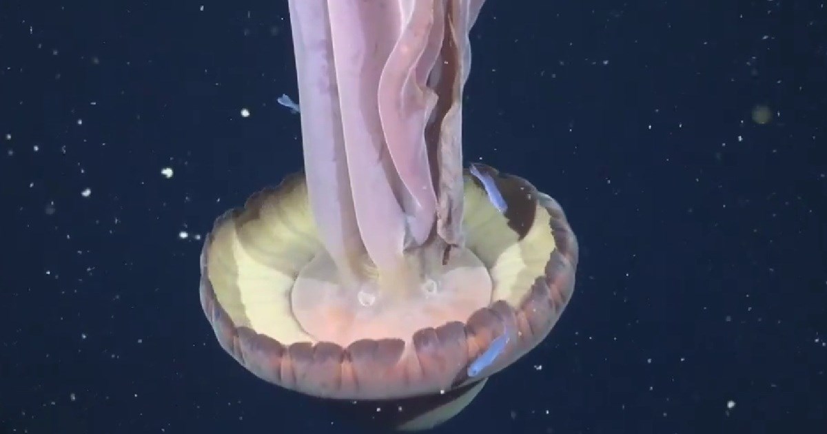 VIDEO Kod Argentine snimljena divovska fantomska meduza