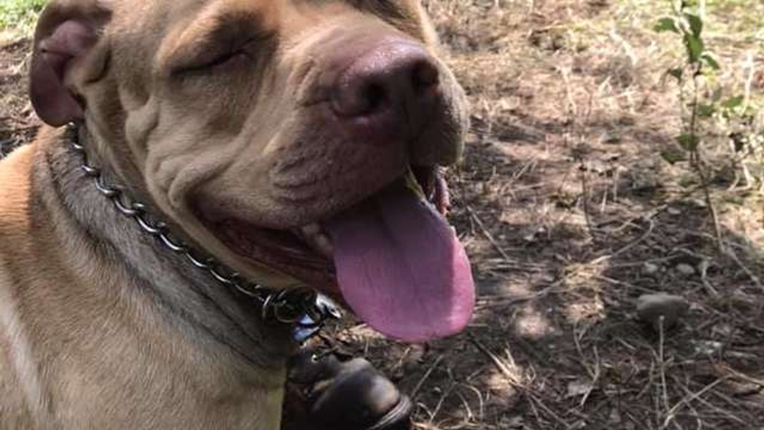 Pronašli psa svezanog za stablo za vrijeme velikih vrućina i spasili mu život