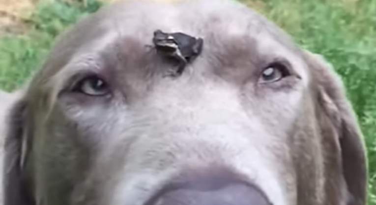 Pas koji se umirio zbog malene žabe na glavi uljepšat će vam dan