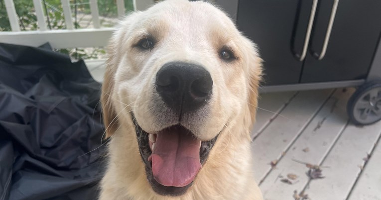 Pas provalio u kuću svojih susjeda, razlog zašto nasmijao je tisuće