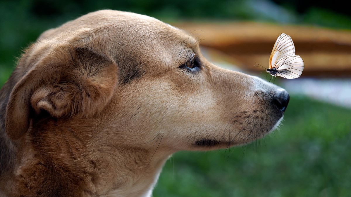 VIDEO Pogledajte ovaj slatki video i uljepšajte si dan