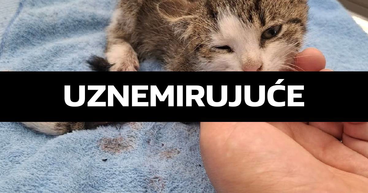 Tromjesečni mačić s teškom ozljedom treba pomoć i dom