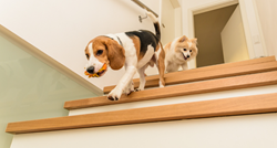 Jesu li stepenice loše za pse? Evo koje se pasmine nikako ne bi smjele penjati njima