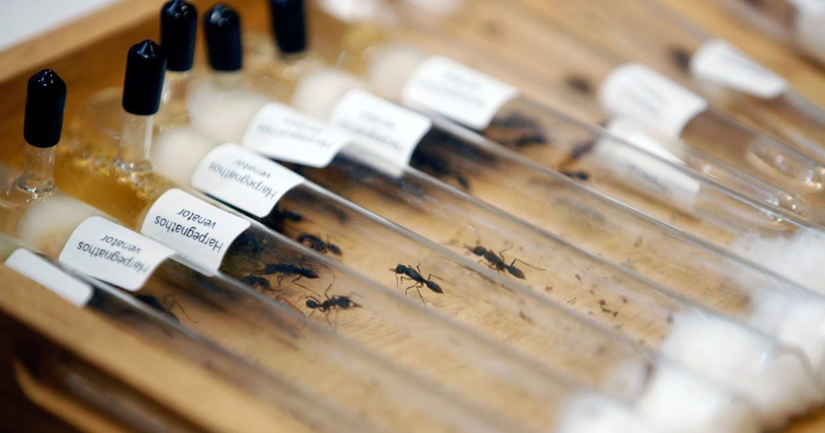 Kinez kažnjen zatvorom zbog krijumčarenja 2200 mrava iz Kenije