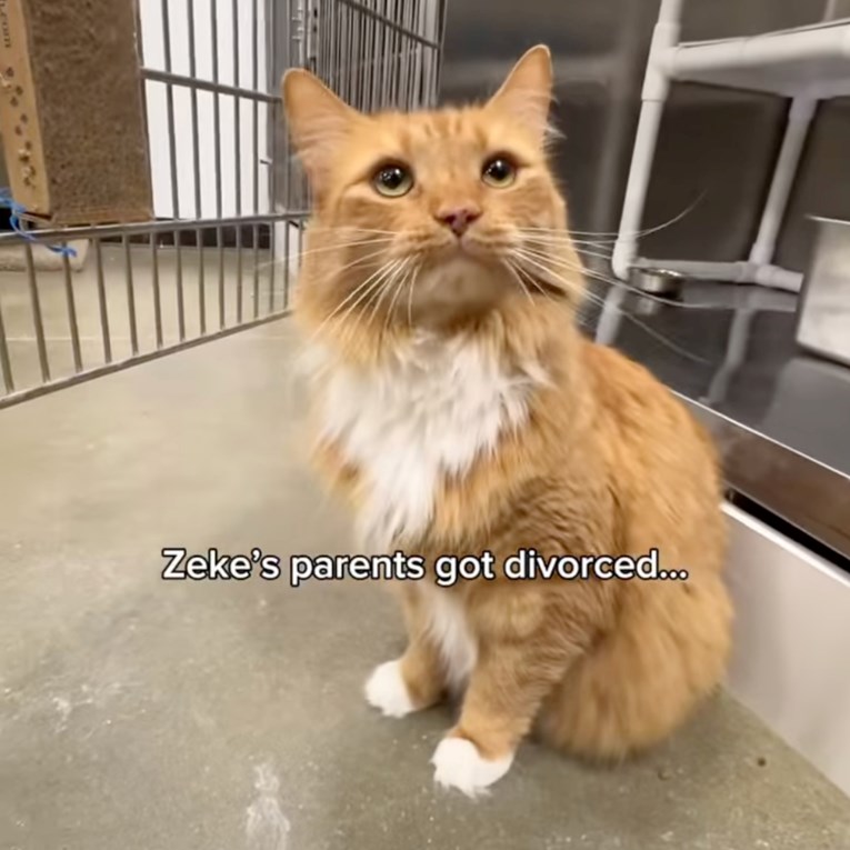 Vratili su mačka u sklonište nakon pet godina. Njegova priča slama srce