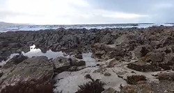 Pomor glavatih želvi kod Dugog otoka